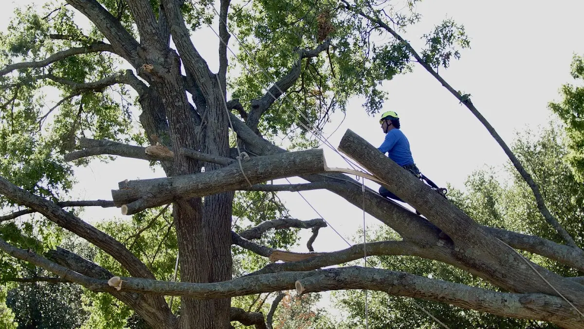 Professional Crown Thinning performed by certified arborists in Jeremiah