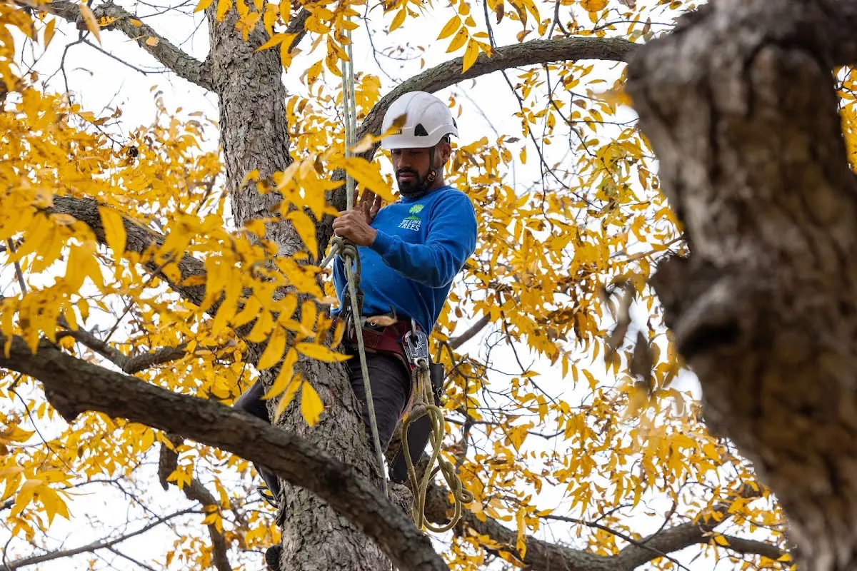 Skilled Tree Trimming crew working in Jeremiah