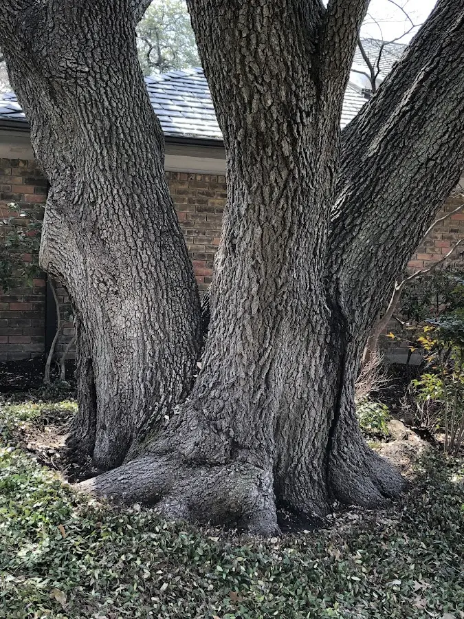 Mature heritage tree close to a Jeremiah property cared for by certified arborists